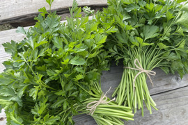 【有機JAS認証取得】爽やかな香り🌿オーガニックイタリアンパセリ 1kg 農薬・化学肥料不使用 Organic Italian parsley