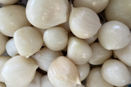 バラ 生にんにく (3kg) 掘りたて