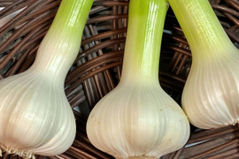 【数量限定⭐️今だけ増量】1年に1回🎉この時期だけの生にんにく🧄500グラム＋100グラム掘りたて みずみずしぃ～