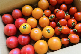 お試し♪【本当に美味しい🍅】自然栽培！わたなべ農場トマト3品種♪