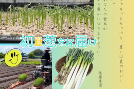 いわたの恵をあなたへ　とれたてを味わえる‼『泥（ど）うまい葱』(９kg)