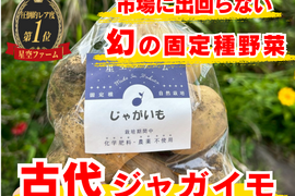 🥔肌が変わる“食べる美容液”🥔加熱しても壊れない古代じゃがいも☆古代種ブランド野菜【農薬不使用】【化学肥料不使用】【品種改良なしの固定種】お試し約1㎏🥔6月中旬予約🥔