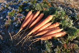 《とりあえず生で！》彩誉ニンジン 4.5kg　（規格外）
