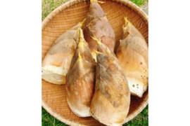 【 農薬・化学肥料不使用 】たけのこ 3kg（3本〜4本）米糠付き 静岡県産 タケノコ 筍