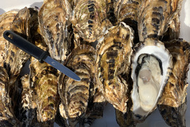 サロマ湖産✨殻付き牡蠣❗️大サイズ‼️3キロ（2〜4人分）牡蠣ナイフ、剥き方パンフレット付き❗️