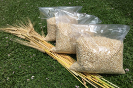 腸内環境を整える モチ麦（キラリモチ）