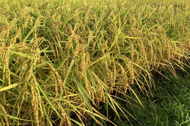 鳥取県産　新米予約　雪解け水で育ったお米🍙10kg