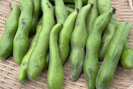 【お買い得】規格外/朝穫れ❗2㎏「そら豆（さや付き）」4月下旬～