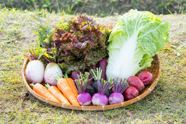 ☆佐賀県産季節の旬野菜(栽培期間中農薬・化学肥料不使用・露地栽培)【８種類】とお味噌【300g】のセット☆