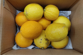 レモン　家庭用２種類　箱込み２キロ