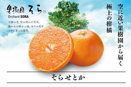 【そらせとか】せとか 天空のせとか 愛媛産せとか 3kg