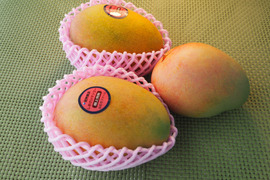 高糖度で濃厚な味の完熟『紀州美浜しおさいマンゴー』3～4玉 1.6kg