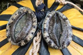 【海女が獲った天然物】贅沢BBQ/お刺身に｜最高級・黒アワビ（２個）