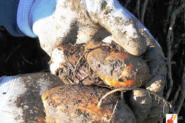 農家直送✅セレベス(赤目芋)の里芋🎁2kg M~LLサイズ(大きめの里芋❗️