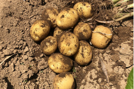 新じゃがいも/ New Potatoes 1.5kg