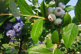 冷凍ブルーベリー（大・中・小粒のミックス）1kg