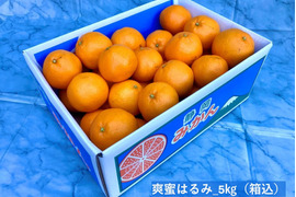 甘くて爽やか「爽蜜はるみ」 みかん５㎏　糖度13～15度　静岡県より産地直送