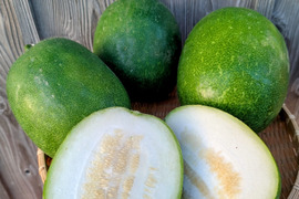 《夏バテ防止に！》こばさんちのミニ冬瓜３KG ２~３玉 長崎県五島列島産 農薬化学肥料不使用　とうがん
