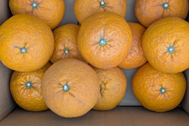 たっぷり果汁の農薬、化学肥料不使用の『甘夏』1.9kg   福岡産。