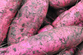 1.5kg⭐️訳あり⭐️熟成ベニアズマ⭐️《超特価！》