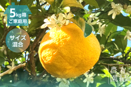 初夏の甘酸っぱさ🍊甘夏【家庭用・サイズ混合・5kg箱】