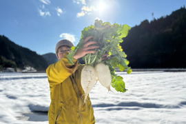 【味グルメ大根１０本】雪の下で甘みを蓄えました。雪中大根。