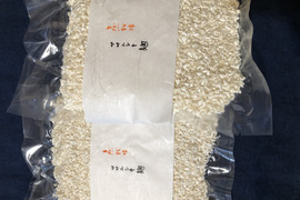 腸活❣️発酵の魅力　自然栽培ササニシキ乾燥麹2袋