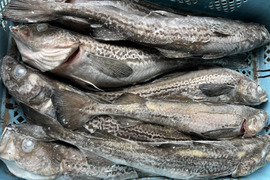 秋田県産　スケソウダラBOX　（丸魚　急速冷凍）7キロ