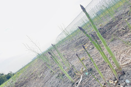 【北海道産】風のアスパラ 　栽培期間農薬不使用　サイズミックス500g