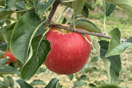 【りんごの概念変わります】奥州ロマン 5キロ箱 11玉〜28玉サイズ 長野県 信州 安曇野 リンゴ 幻  希少  甘い 幻の林檎  ID98228