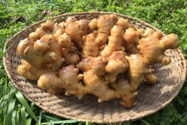 ひとふゆ熟成！ぎゅっと詰まった土佐大生姜 (3kg)