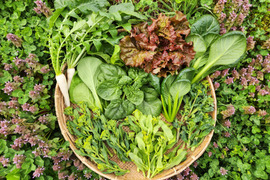 信州春野菜セット【8品目】