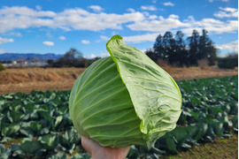 栄養満点！【冬野菜3種セット】キャベツ&ブロッコリー 4点