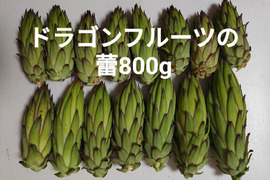 ドラゴンフルーツの蕾 800g