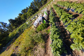 【お買い得☆旬の野菜セット（10品〜13品目）☆７月☆８月】新鮮お野菜🌿🫛🧅農薬、除草剤、化学肥料等、一切不使用☆ゆうパック🏣80サイズにたっぷりお入れいたします☆