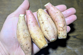 ★希少価値★【宮崎県産🍠さつまいも🍠】『霧島むつき』ミニサイズ3kg身体に優しく、美味しいさつま芋🍠