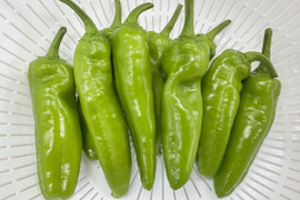 パドロン大きいサイズ【農薬不使用露地栽培】9~10センチ　スペイン野菜　250ｇ