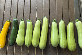 ギフトにも！【今が旬！10種類前後の夏野菜セット】/農薬・化学肥料不使用（簡単な調理例記載あり！）