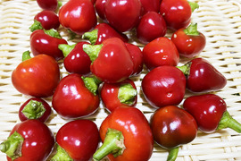 【お試し】耐えられる辛さ！ぺぺロンチーノ（約100g）農薬・化学肥料不使用