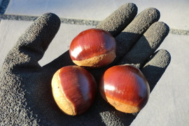 【岸根栗 ねっとり甘く香り高い栗】　岸根３０gまでのサイズ　農薬不使用  無肥料  除草剤不使用栽培１５年目 約900g