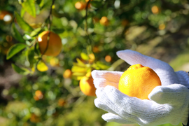 種子島産『ぽんかん』10㎏箱（家庭用/2Lサイズ）