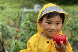ほどよく辛い！ぼたんこしょう　1.5kg 信州伝統野菜　新潟ではカグラナンバンといいます