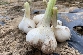 にんにくの通販｜野菜｜3ページ目｜食べチョク｜産地直送(産直