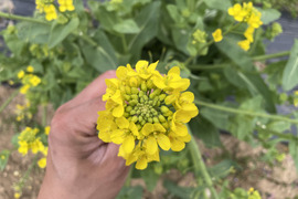 白菜の花 500g 天ぷらやおひたしに 栽培期間中農薬不使用 今が旬 訳あり