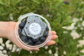 甘くてジューシー　超大粒ブルーベリー　ユーリカ※農薬不使用（100g×4パック）