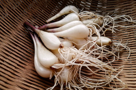 瑞々しいシャキシャキ食感、堀り立ての生らっきょう。