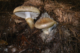 長野県のマツタケで産地直送の商品｜食べチョク｜産地直送(産直