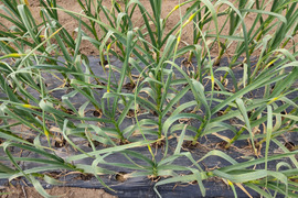 ✨希少！国産ニンニクの芽　約300g✨採れたて直送｜やわらかく甘い春のごちそう🥬農薬・化成肥料不使用✨