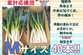 外身より中身に気づくは、粋の極み！規格外　Mサイズ（40本）