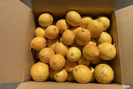 【訳アリ】『広島県産レモン 15kg（105個前後）』栽培期間中農薬不使用